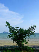 อุทยานแห่งชาติหาดนพรัตน์ธารา อ.เมือง จ.กระบี่ 